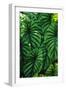 Green Tropical Leaves-Darrell Gulin-Framed Photographic Print