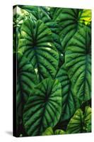 Green Tropical Leaves-Darrell Gulin-Stretched Canvas
