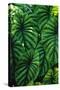 Green Tropical Leaves-Darrell Gulin-Stretched Canvas