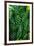 Green Tropical Leaves-Darrell Gulin-Framed Giclee Print