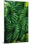 Green Tropical Leaves-Darrell Gulin-Mounted Giclee Print