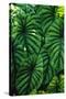 Green Tropical Leaves-Darrell Gulin-Stretched Canvas