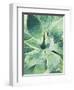 Green Tropical Succulent I-Irena Orlov-Framed Photographic Print