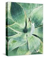 Green Tropical Succulent I-Irena Orlov-Stretched Canvas