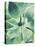Green Tropical Succulent I-Irena Orlov-Stretched Canvas