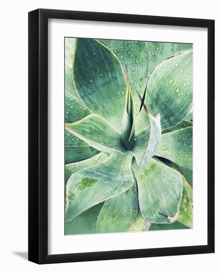 Green Tropical Succulent I-Irena Orlov-Framed Photographic Print