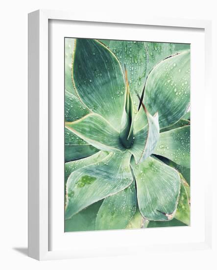 Green Tropical Succulent I-Irena Orlov-Framed Photographic Print