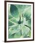 Green Tropical Succulent I-Irena Orlov-Framed Photographic Print