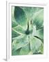 Green Tropical Succulent I-Irena Orlov-Framed Photographic Print