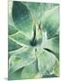 Green Tropical Succulent I-Irena Orlov-Mounted Photographic Print