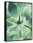 Green Tropical Succulent I-Irena Orlov-Framed Stretched Canvas