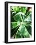 Green Tropical Succulent II-Irena Orlov-Framed Photographic Print