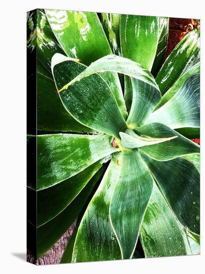 Green Tropical Succulent II-Irena Orlov-Stretched Canvas