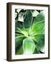 Green Tropical Succulent IV-Irena Orlov-Framed Photographic Print