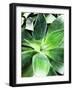 Green Tropical Succulent IV-Irena Orlov-Framed Photographic Print