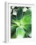 Green Tropical Succulent IV-Irena Orlov-Framed Photographic Print