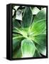 Green Tropical Succulent IV-Irena Orlov-Framed Stretched Canvas