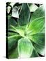 Green Tropical Succulent IV-Irena Orlov-Stretched Canvas