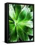 Green Tropical Succulent V-Irena Orlov-Framed Stretched Canvas