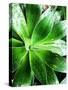 Green Tropical Succulent V-Irena Orlov-Stretched Canvas