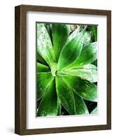 Green Tropical Succulent V-Irena Orlov-Framed Photographic Print