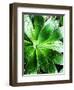 Green Tropical Succulent V-Irena Orlov-Framed Photographic Print