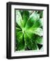 Green Tropical Succulent V-Irena Orlov-Framed Photographic Print