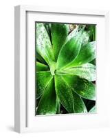 Green Tropical Succulent V-Irena Orlov-Framed Photographic Print