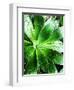 Green Tropical Succulent V-Irena Orlov-Framed Photographic Print