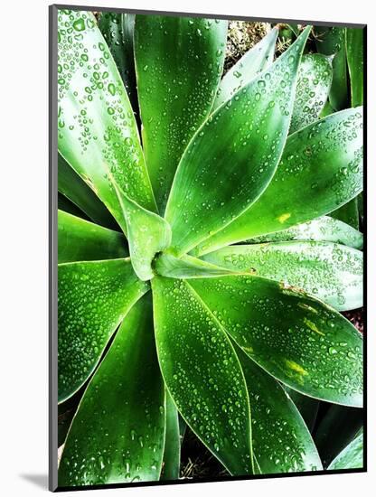 Green Tropical Succulent V-Irena Orlov-Mounted Photographic Print