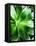 Green Tropical Succulent V-Irena Orlov-Framed Stretched Canvas