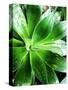 Green Tropical Succulent V-Irena Orlov-Stretched Canvas