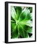 Green Tropical Succulent V-Irena Orlov-Framed Photographic Print