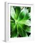 Green Tropical Succulent V-Irena Orlov-Framed Photographic Print