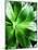 Green Tropical Succulent V-Irena Orlov-Mounted Photographic Print