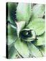 Green Tropical Succulent VI-Irena Orlov-Stretched Canvas