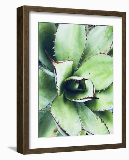 Green Tropical Succulent VI-Irena Orlov-Framed Photographic Print