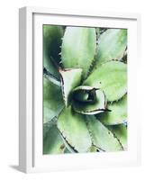 Green Tropical Succulent VI-Irena Orlov-Framed Photographic Print