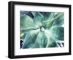 Green Tropical Succulent VII-Irena Orlov-Framed Photographic Print