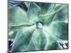 Green Tropical Succulent VII-Irena Orlov-Mounted Photographic Print