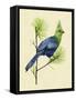 Green Turaco I-Melissa Wang-Framed Stretched Canvas
