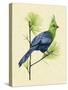 Green Turaco I-Melissa Wang-Stretched Canvas