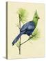 Green Turaco I-Melissa Wang-Stretched Canvas