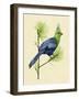 Green Turaco I-Melissa Wang-Framed Art Print