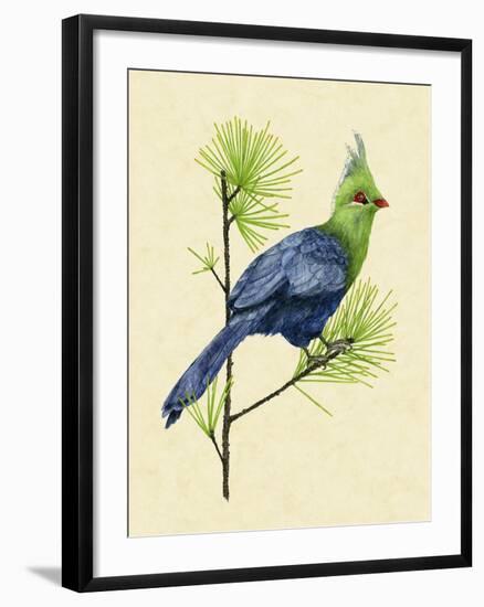 Green Turaco I-Melissa Wang-Framed Art Print