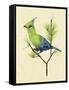 Green Turaco II-Melissa Wang-Framed Stretched Canvas