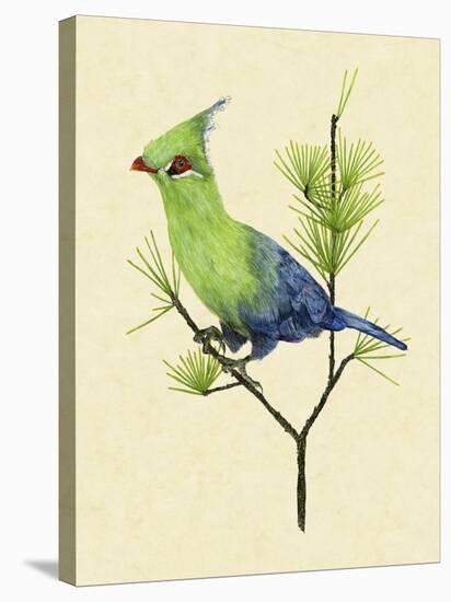 Green Turaco II-Melissa Wang-Stretched Canvas