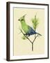 Green Turaco II-Melissa Wang-Framed Art Print