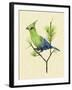 Green Turaco II-Melissa Wang-Framed Art Print