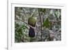 Green turaco perched on branch, Brufut Forest, The Gambia-Bernard Castelein-Framed Photographic Print